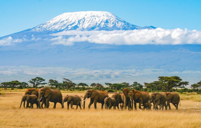 Mountain Network - Kilimanjaro-1