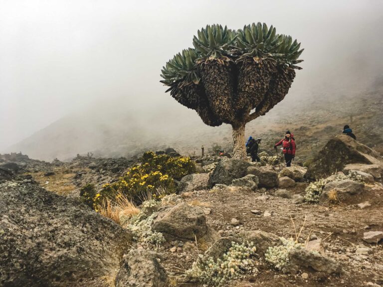 Mountain Network - Kilimanjaro-37